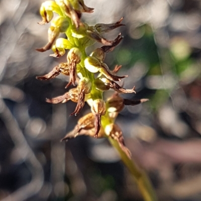 Corunastylis clivicola (Rufous midge orchid) at Denman Prospect, ACT - 17 Jul 2020 by trevorpreston