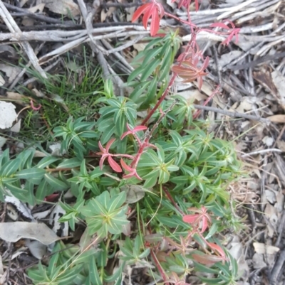 Euphorbia oblongata (Egg-leaf Spurge) at Isaacs Ridge and Nearby - 16 Jul 2020 by Mike