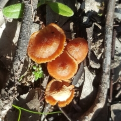 Laccaria sp. (Laccaria) at Isaacs Ridge and Nearby - 16 Jul 2020 by Mike