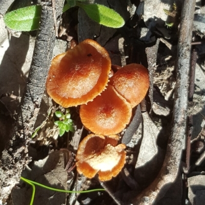 Laccaria sp. (Laccaria) at Isaacs Ridge Offset Area - 16 Jul 2020 by Mike