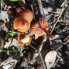 Laccaria sp. at Isaacs Ridge - 16 Jul 2020