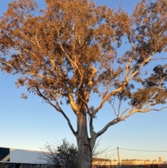 Eucalyptus blakelyi (Blakely's Red Gum) at Phillip, ACT - 17 Jul 2020 by jks