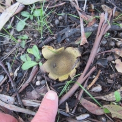 Scleroderma sp. (Scleroderma) at Paddys River, ACT - 17 Jul 2020 by IdleWanderer