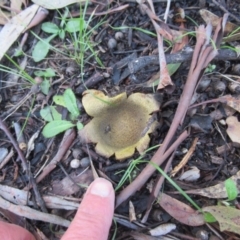 Scleroderma sp. (Scleroderma) at Paddys River, ACT - 17 Jul 2020 by idlidlidlidl