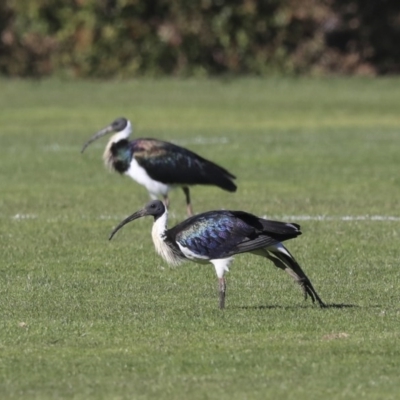 Threskiornis spinicollis (Straw-necked Ibis) at Higgins, ACT - 17 Jul 2020 by Alison Milton