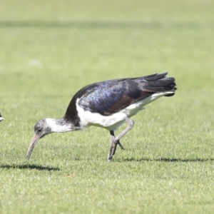 Threskiornis spinicollis at Higgins, ACT - 17 Jul 2020