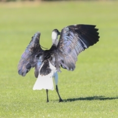 Threskiornis spinicollis at Higgins, ACT - 17 Jul 2020