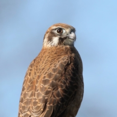 Falco berigora (Brown Falcon) at Fyshwick, ACT - 4 Jul 2020 by jb2602