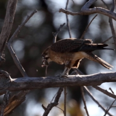 Falco berigora at Fyshwick, ACT - 4 Jul 2020 02:34 PM