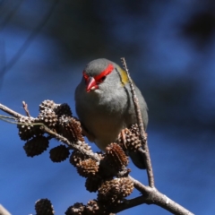 Neochmia temporalis (Red-browed Finch) at Fyshwick, ACT - 4 Jul 2020 by jb2602