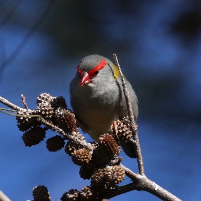 Neochmia temporalis (Red-browed Finch) at Fyshwick, ACT - 4 Jul 2020 by jb2602