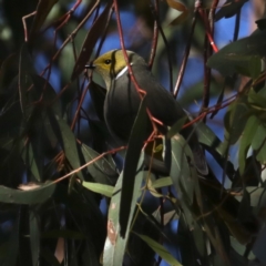 Ptilotula penicillata (White-plumed Honeyeater) at Fyshwick, ACT - 4 Jul 2020 by jbromilow50