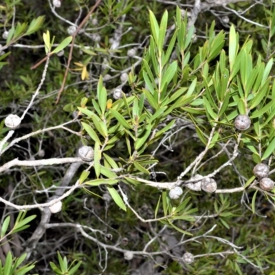 Leptospermum sejunctum (Bomaderry Tea-Tree) at Longreach, NSW - 17 Jul 2020 by plants