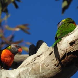 Trichoglossus moluccanus at Kambah, ACT - 17 Jul 2020