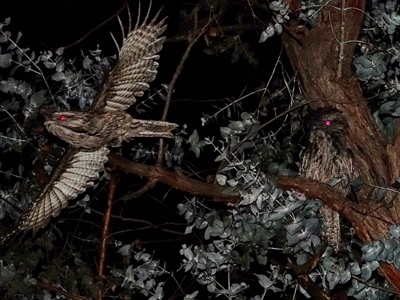 Podargus strigoides (Tawny Frogmouth) at Hughes, ACT - 17 Jul 2020 by Ct1000