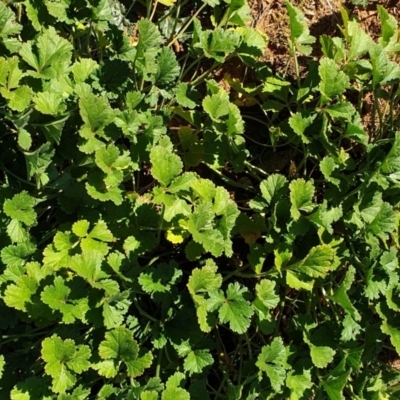 Erodium crinitum (Native Crowfoot) at Cook, ACT - 6 Jun 2020 by SarahHnatiuk