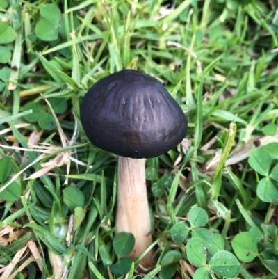 Oudemansiella gigaspora group (Rooting Shank) at Wattamolla, NSW - 16 Jul 2020 by WattaWanderer