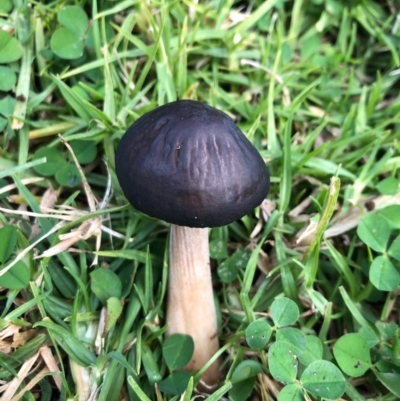 Oudemansiella gigaspora group (Rooting Shank) at Wattamolla, NSW - 15 Jul 2020 by WattaWanderer