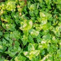 Lysimachia arvensis at Paddys River, ACT - 19 May 2020