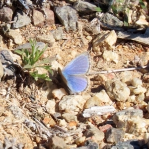 Zizina otis at Tharwa, ACT - 17 Jul 2020 01:20 PM