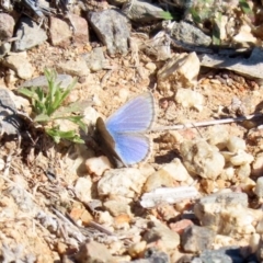 Zizina otis at Tharwa, ACT - 17 Jul 2020 01:20 PM