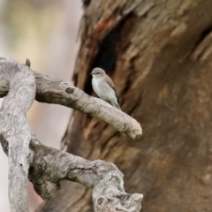 Microeca fascinans (Jacky Winter) at Tharwa, ACT - 17 Jul 2020 by RodDeb