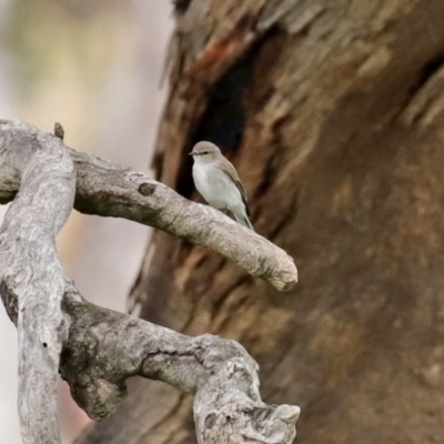 Microeca fascinans (Jacky Winter) at Tharwa, ACT - 17 Jul 2020 by RodDeb