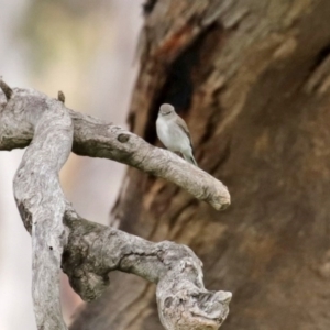 Microeca fascinans at Tharwa, ACT - 17 Jul 2020 02:15 PM