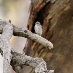 Microeca fascinans at Tharwa, ACT - 17 Jul 2020 02:15 PM