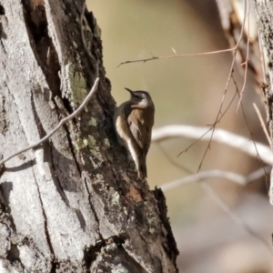 Climacteris picumnus victoriae at Tharwa, ACT - 17 Jul 2020