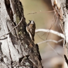 Climacteris picumnus victoriae at Tharwa, ACT - 17 Jul 2020