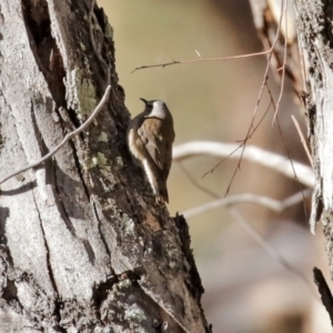 Climacteris picumnus at Tharwa, ACT - 17 Jul 2020