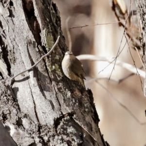 Climacteris picumnus at Tharwa, ACT - 17 Jul 2020