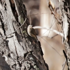 Climacteris picumnus at Tharwa, ACT - 17 Jul 2020