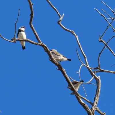 Stagonopleura guttata (Diamond Firetail) at Tharwa, ACT - 17 Jul 2020 by RodDeb