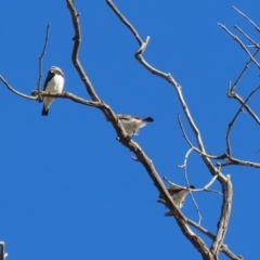 Stagonopleura guttata at Tharwa, ACT - 17 Jul 2020