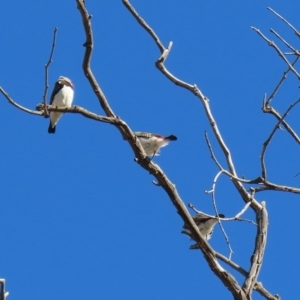 Stagonopleura guttata at Tharwa, ACT - 17 Jul 2020