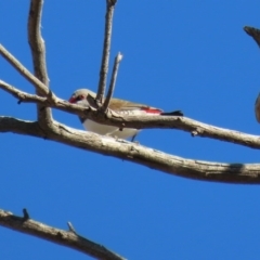 Stagonopleura guttata at Tharwa, ACT - 17 Jul 2020