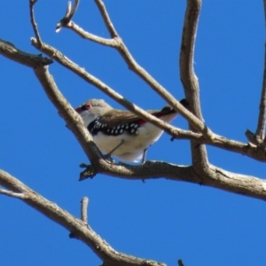 Stagonopleura guttata at Tharwa, ACT - 17 Jul 2020