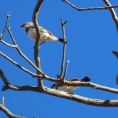 Stagonopleura guttata at Tharwa, ACT - 17 Jul 2020