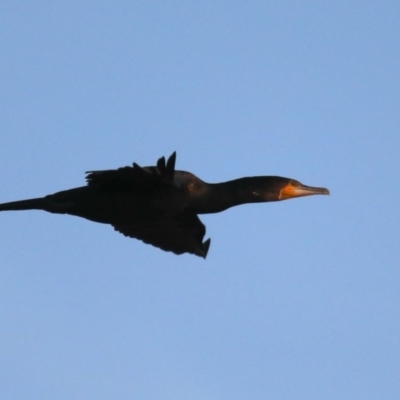 Phalacrocorax carbo (Great Cormorant) at Congo, NSW - 9 Jul 2020 by jb2602