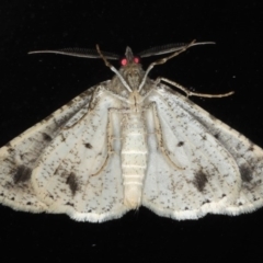 Syneora hemeropa at Congo, NSW - 9 Jul 2020 05:57 PM