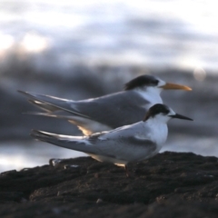 Sterna striata (White-fronted Tern) at Congo, NSW - 9 Jul 2020 by jbromilow50