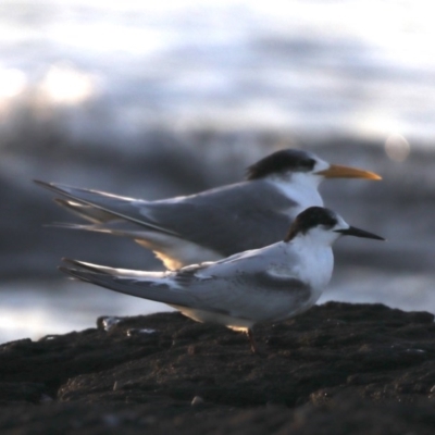 Sterna striata (White-fronted Tern) at Congo, NSW - 9 Jul 2020 by jb2602