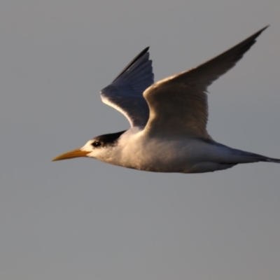 Thalasseus bergii (Crested Tern) at Congo, NSW - 9 Jul 2020 by jbromilow50