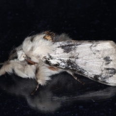 Iropoca rotundata at Congo, NSW - 9 Jul 2020 08:44 PM