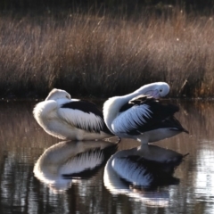 Pelecanus conspicillatus (Australian Pelican) at Congo, NSW - 8 Jul 2020 by jbromilow50