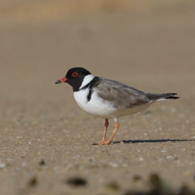 Charadrius rubricollis (Hooded Plover) at Moruya Heads, NSW - 9 Jul 2020 by jb2602