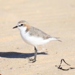 Anarhynchus ruficapillus (Red-capped Plover) at Moruya Heads, NSW - 9 Jul 2020 by jb2602