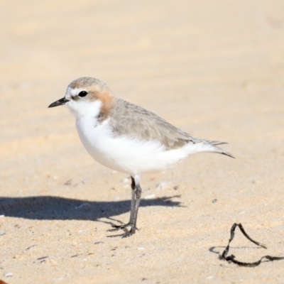 Anarhynchus ruficapillus (Red-capped Plover) at Moruya Heads, NSW - 9 Jul 2020 by jb2602